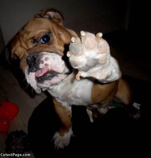 Gimme A High 5 Dog