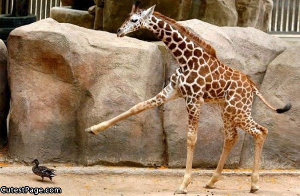 Giraffe