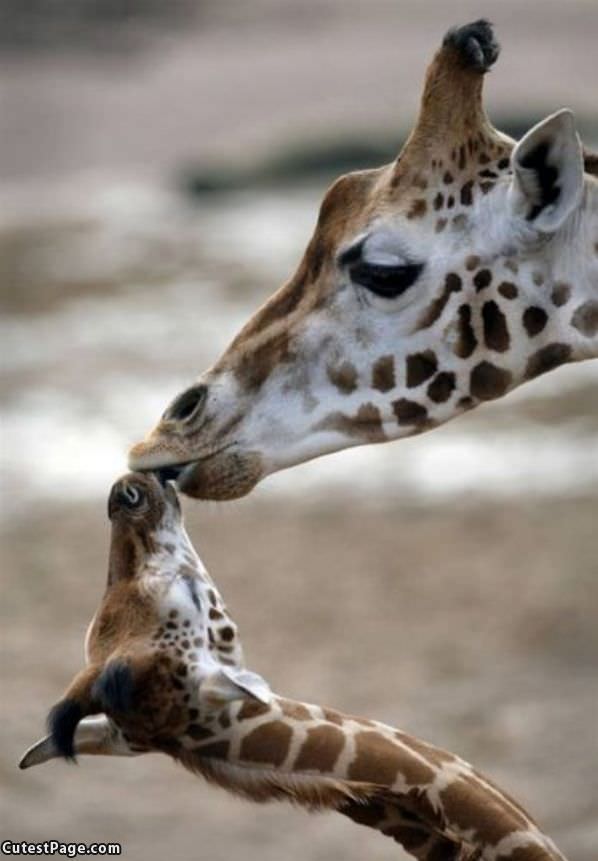 Giraffe Kiss