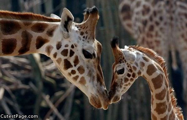 Giraffes