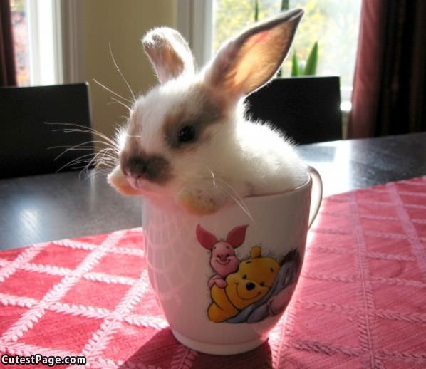 Glass Of Bunny