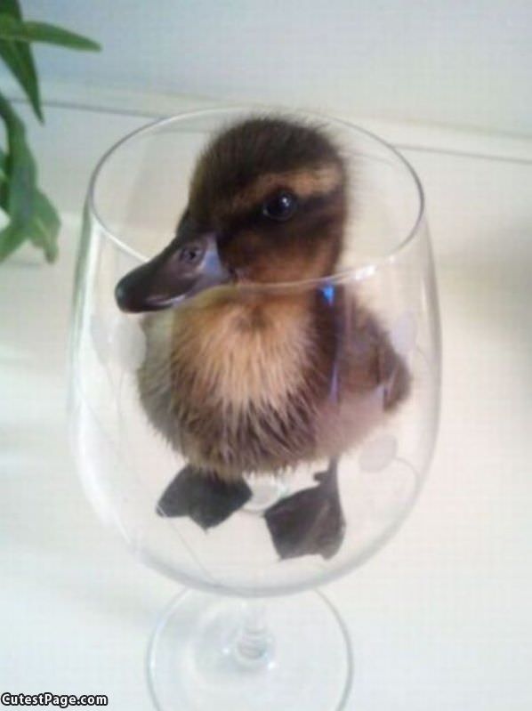 Glass Of Duckie