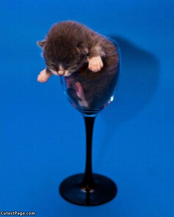 Glass Of Kitten