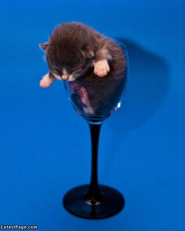 Glass Of Kitten