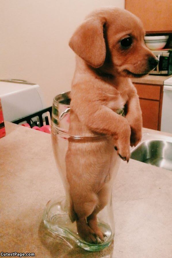 Glass Of Puppy