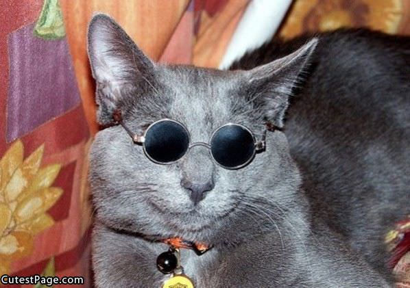 Glasses Cat