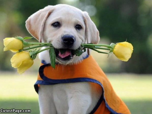 Got You Flowers