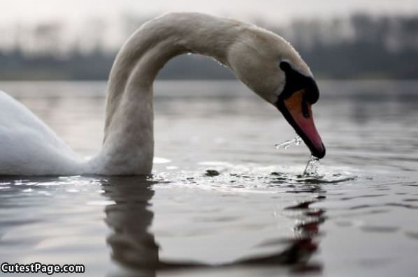 Grabbing Some Water