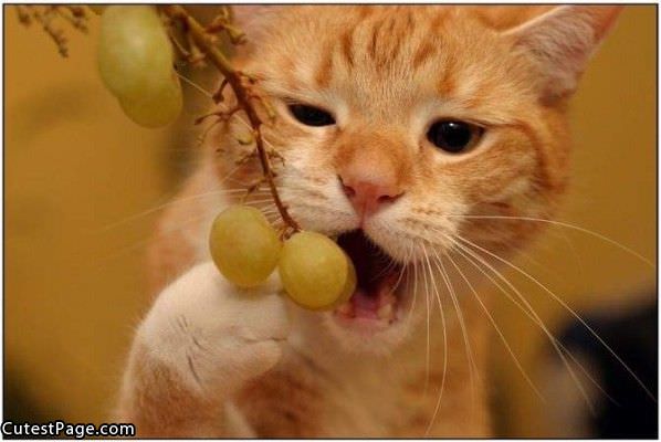 Grape Eater