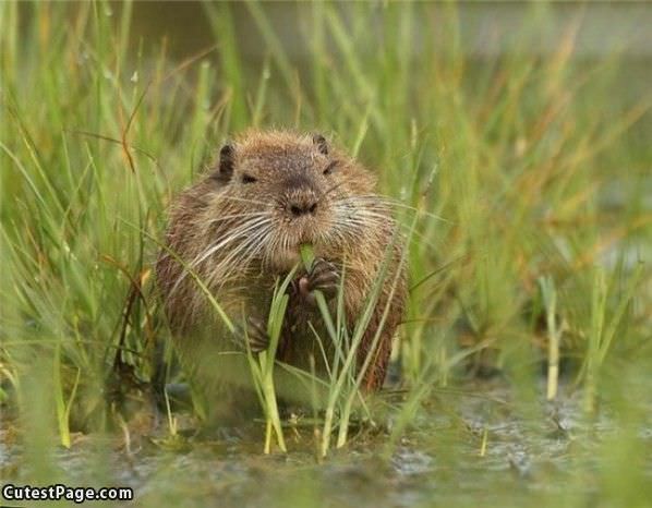 Grass Nom