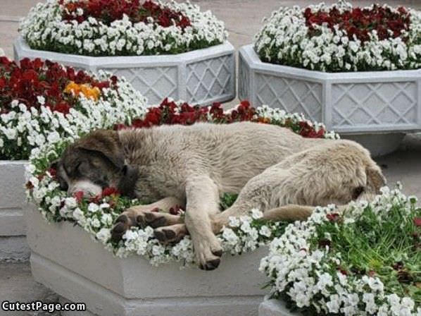 Great Cute Dog Bed