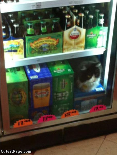 Guarding The Beer