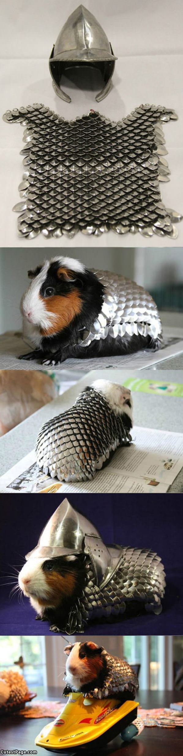 Guinea Pig Helmet