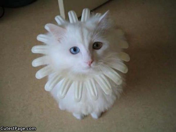 Half Cat Half Flower