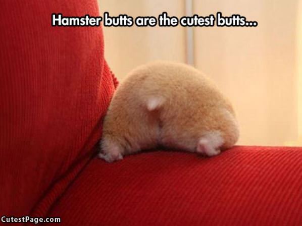 Hamster Butts