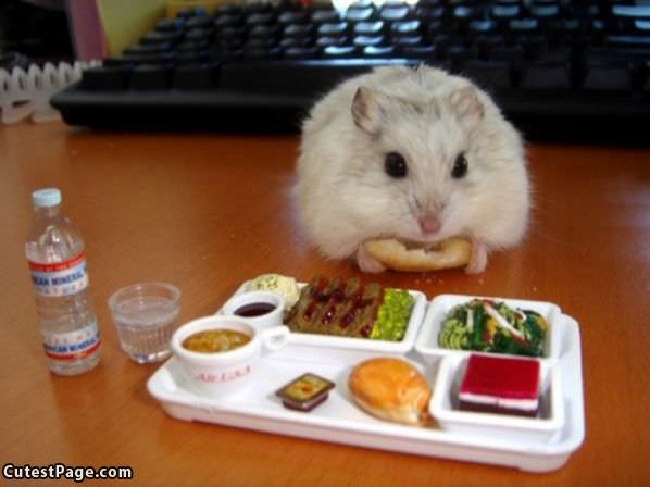 Hamster Snacks