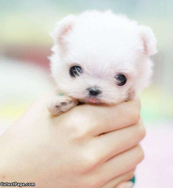 Handful Of Puppy