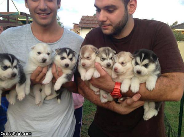 Handful Of Pups