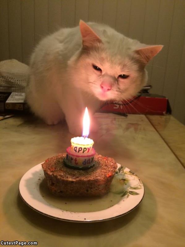 Happy Birthday Cat