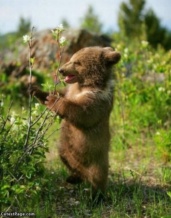 Happy Cute Bear