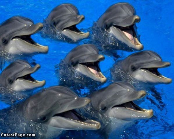 Happy Dolphins