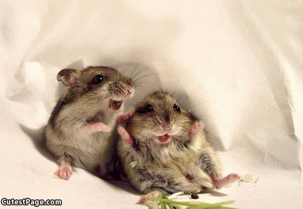 Happy Mice