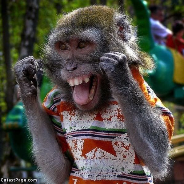 Happy Monkey