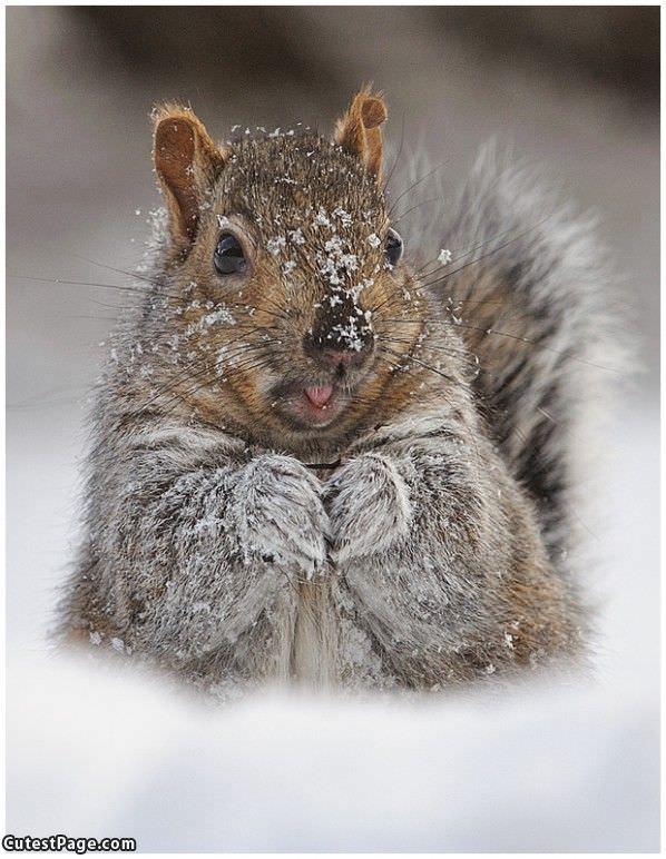 Happy Squirrel