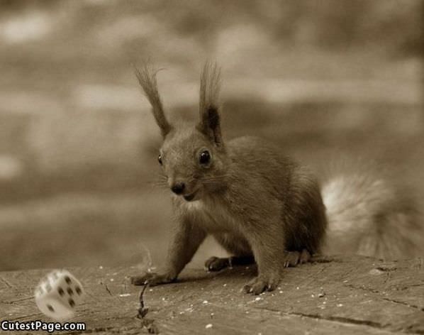 Happy Squirrel