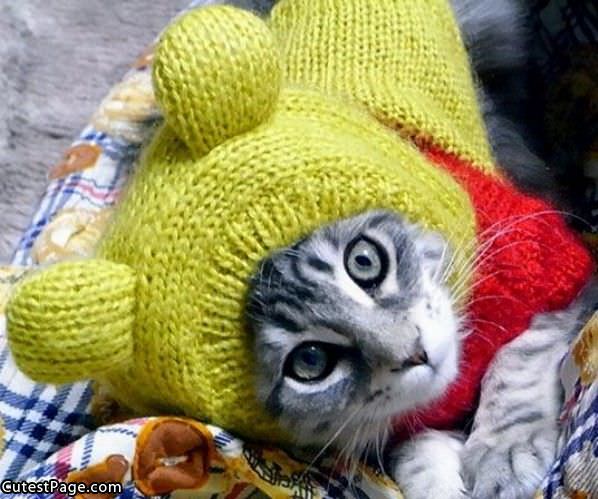 Hat Cat