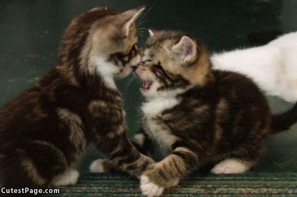 Head Butt Kittens