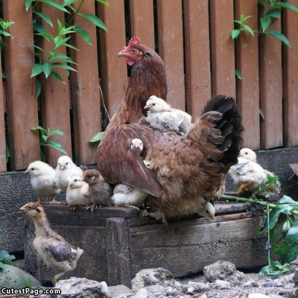 Hen