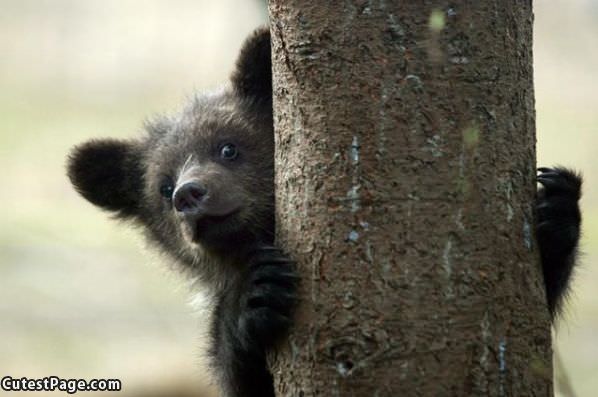 Hiding Behind A Tree