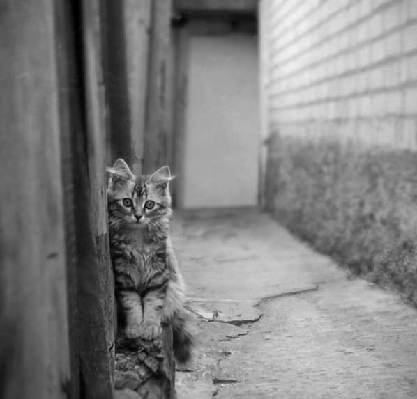 Hiding On The Wall