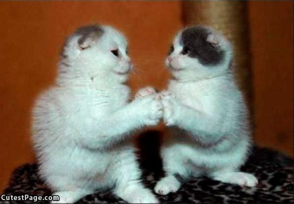 High Fiving Kittens