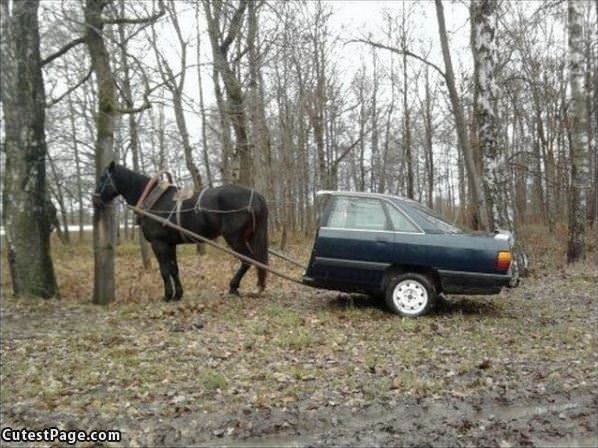 Horse And Buggy