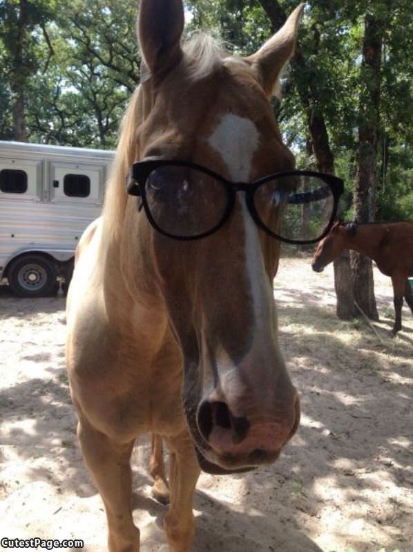 Horse Glasses