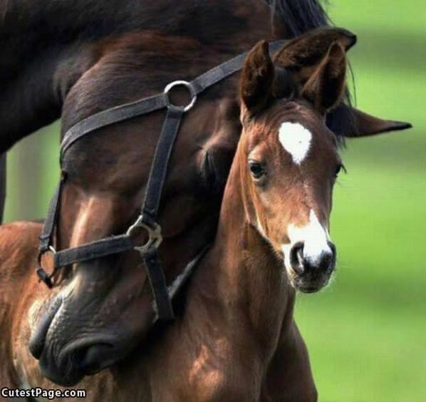 Horse Head Rub