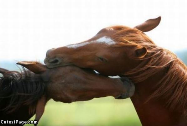 Horse Hug