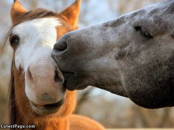 Horse Kiss