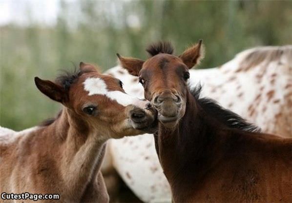 Horse Kisses