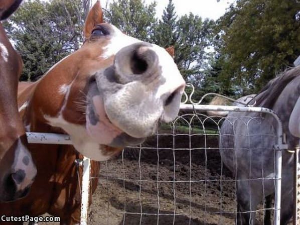 Horse Wants A Close Up