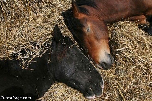 Horses