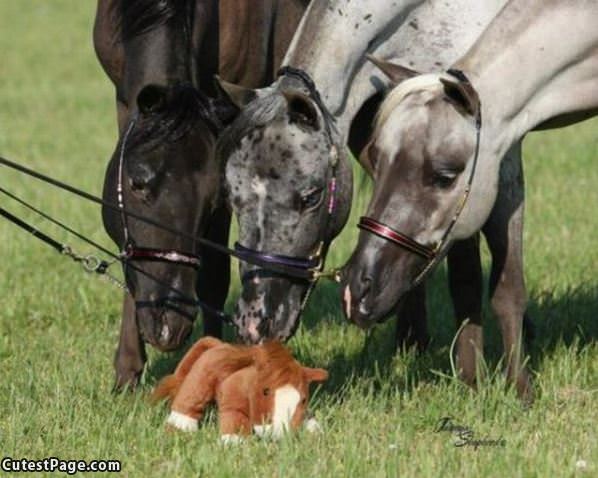 Horses With The Horse