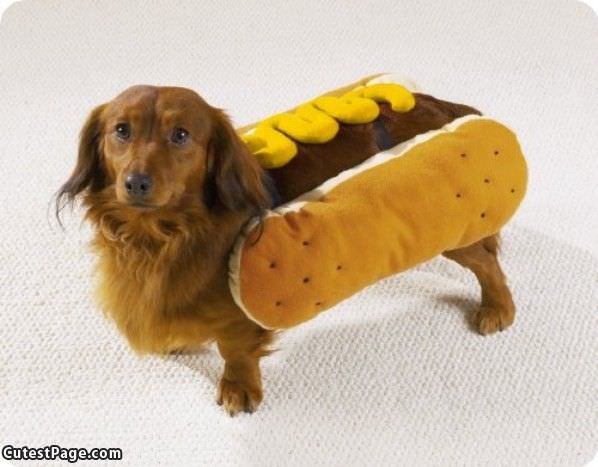 Hot Cute Dog