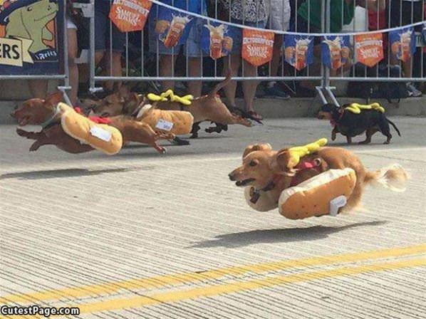 Hot Dog Race