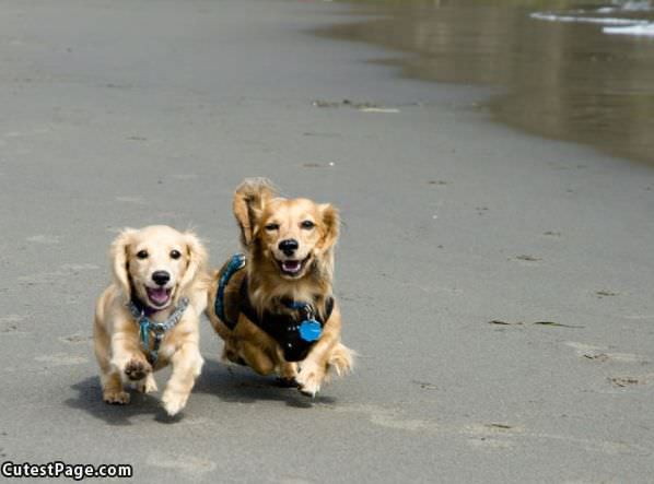 Hover Dogs