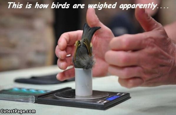 How Birds Are Weighed