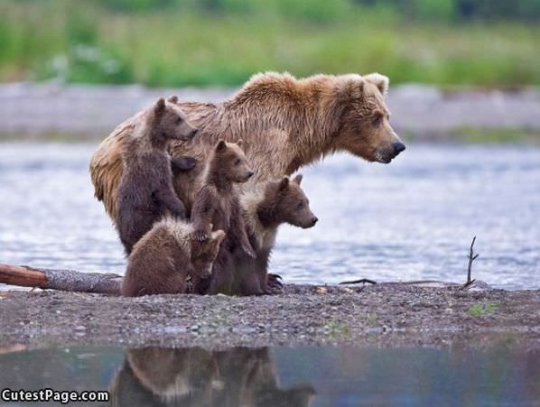 Huge Bear Family