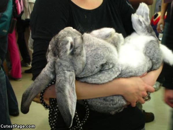 Huge Cute Bunny
